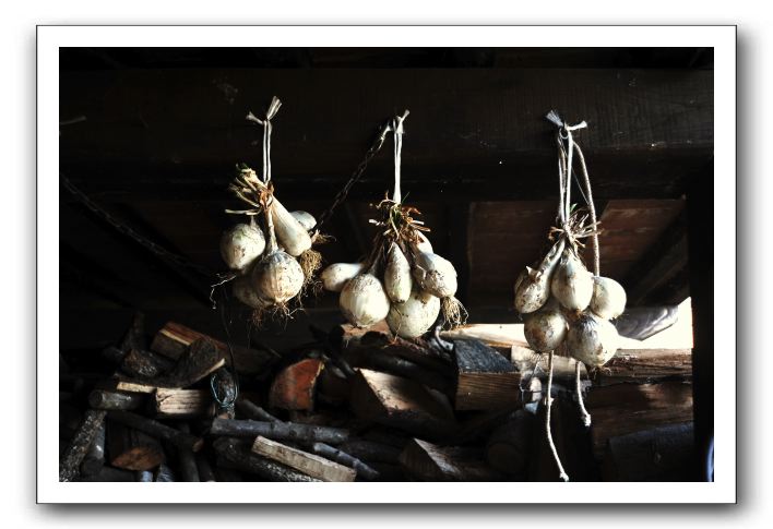 particolarecipolle