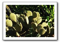 particolarecactus