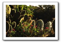 particolarecactus2